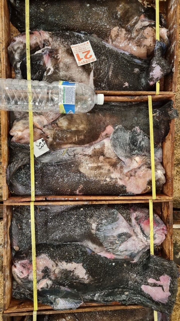 당일 생물 손질 곰치