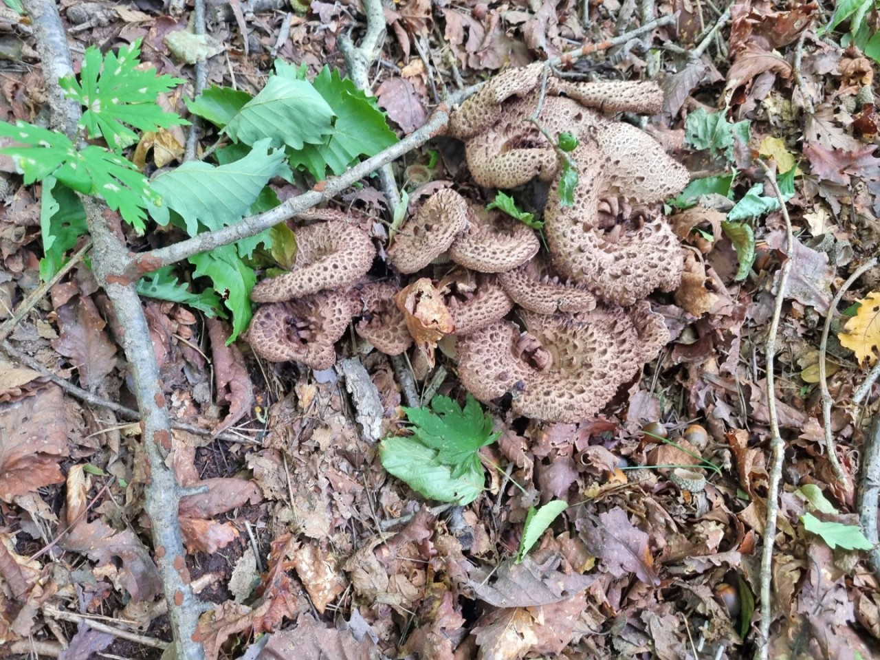 자연산 강원도 생 능이버섯🍄