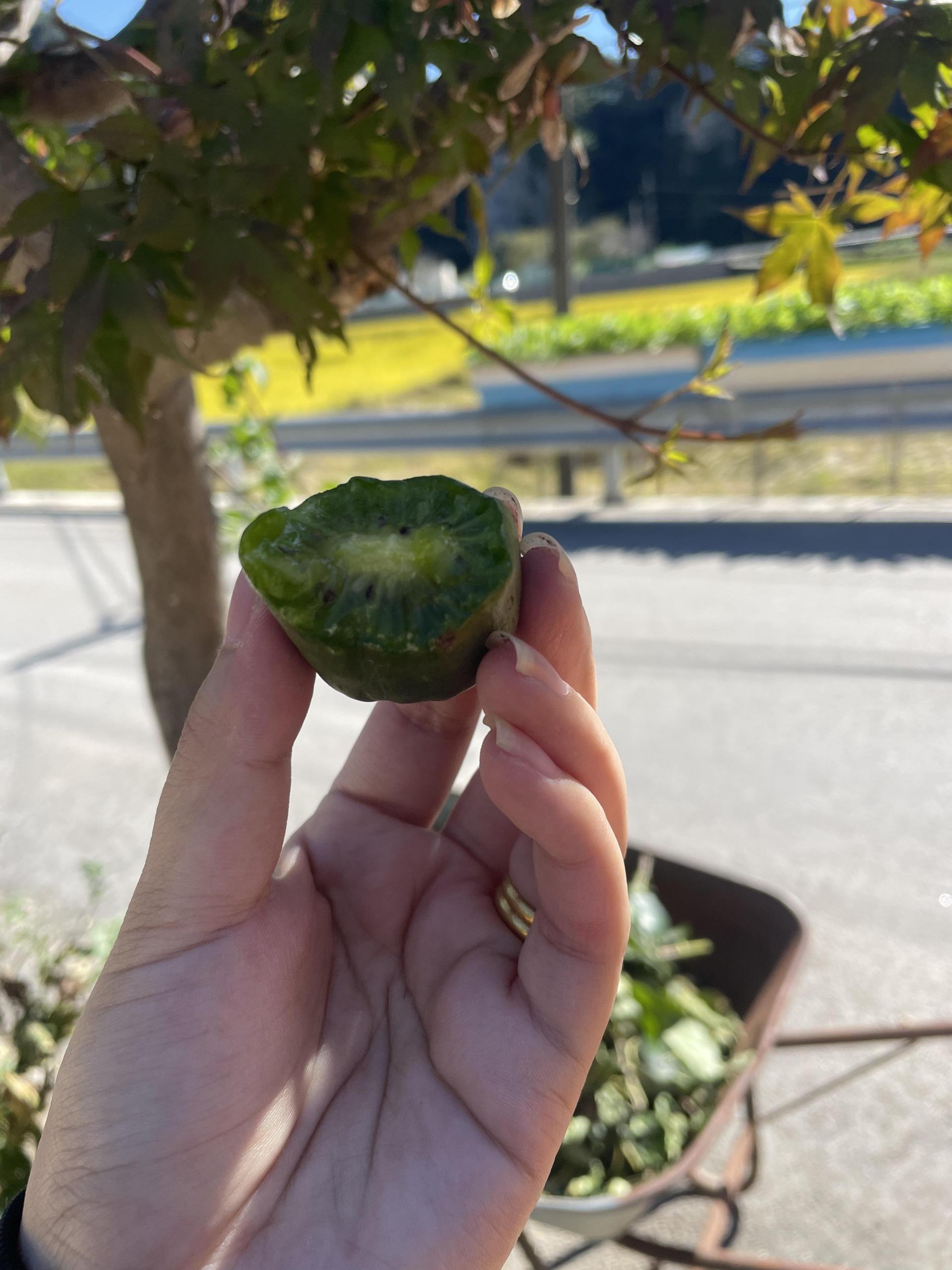 치악산 생 토종다래