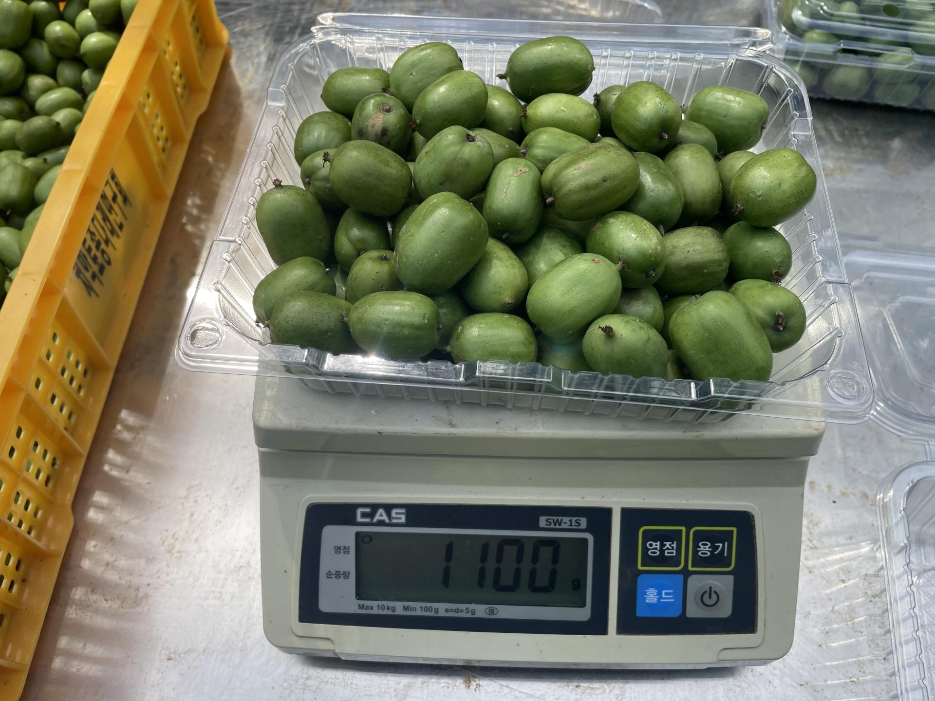 치악산 생 토종다래