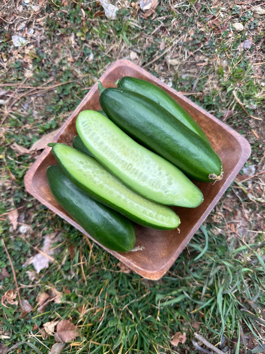 시원 아삭 미니오이🥒