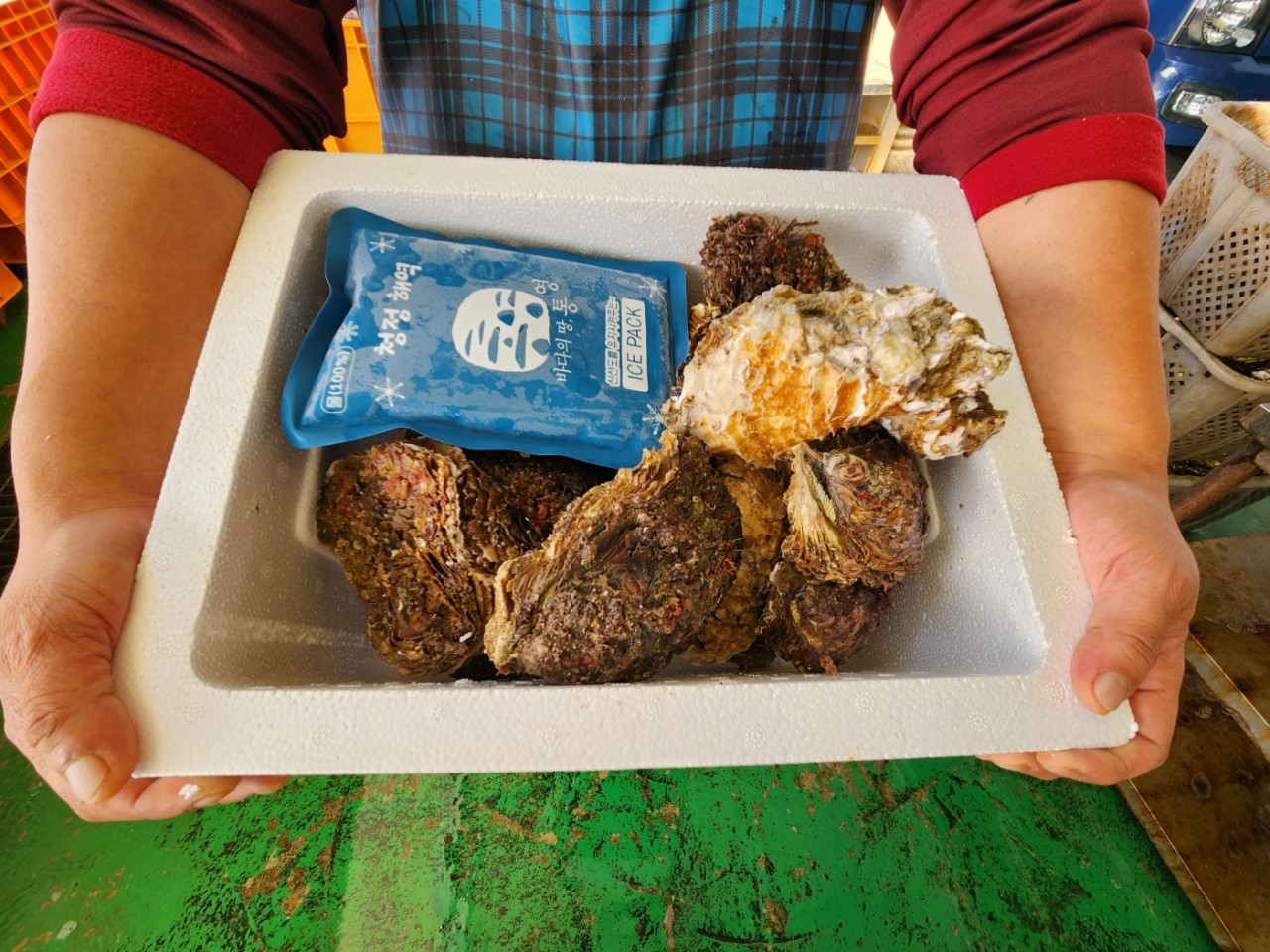 자연산 바위굴