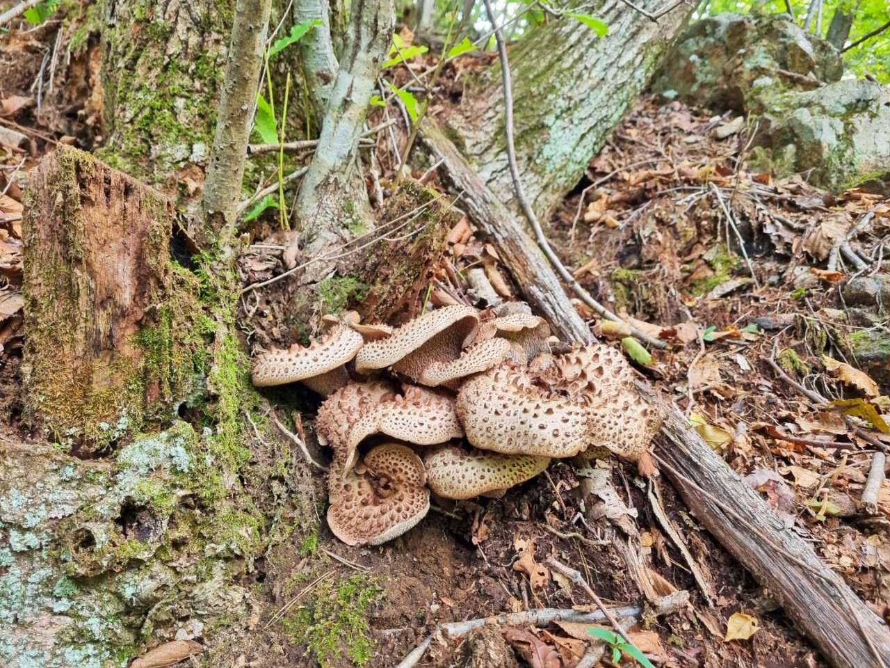 자연산 강원도 생 능이버섯🍄