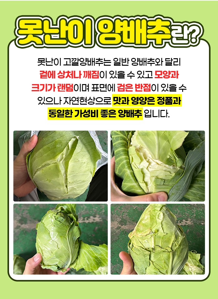 제주 고깔 양배추