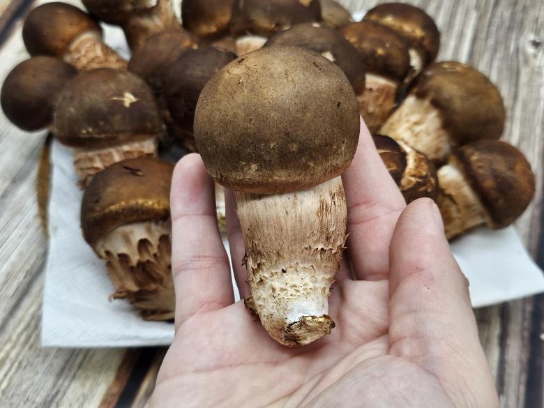 🍄향긋한 참송이버섯🍄