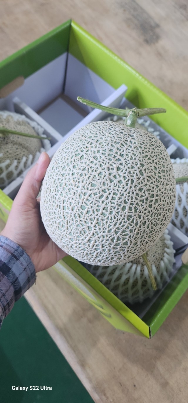 국내산 꿀 메론 한박스🍈