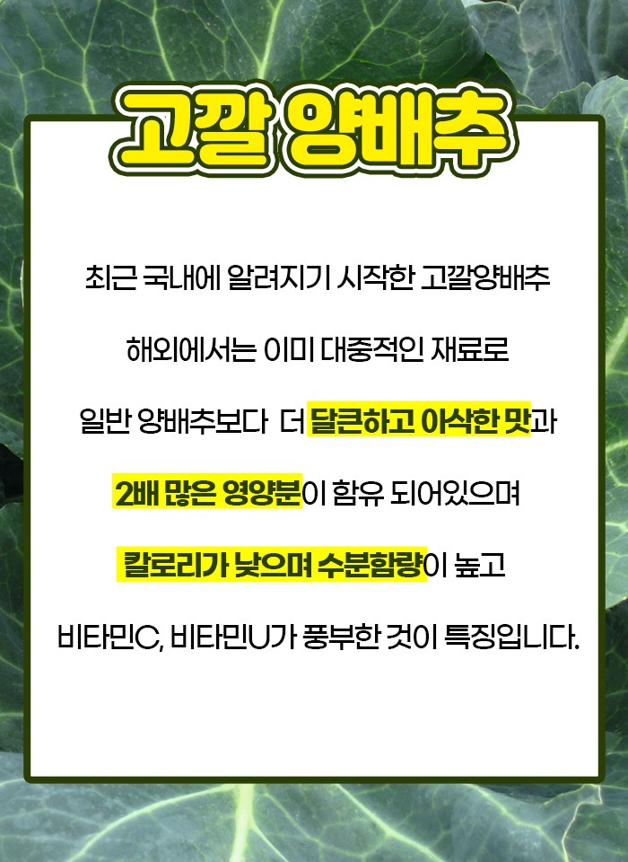 제주 고깔 양배추