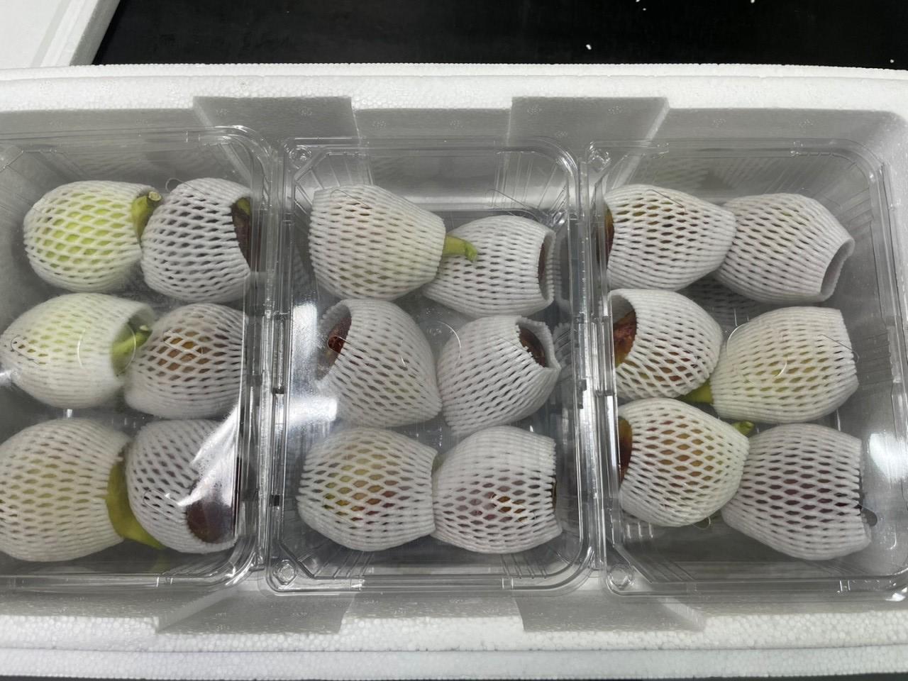 산지직송, 영암 홍무화과