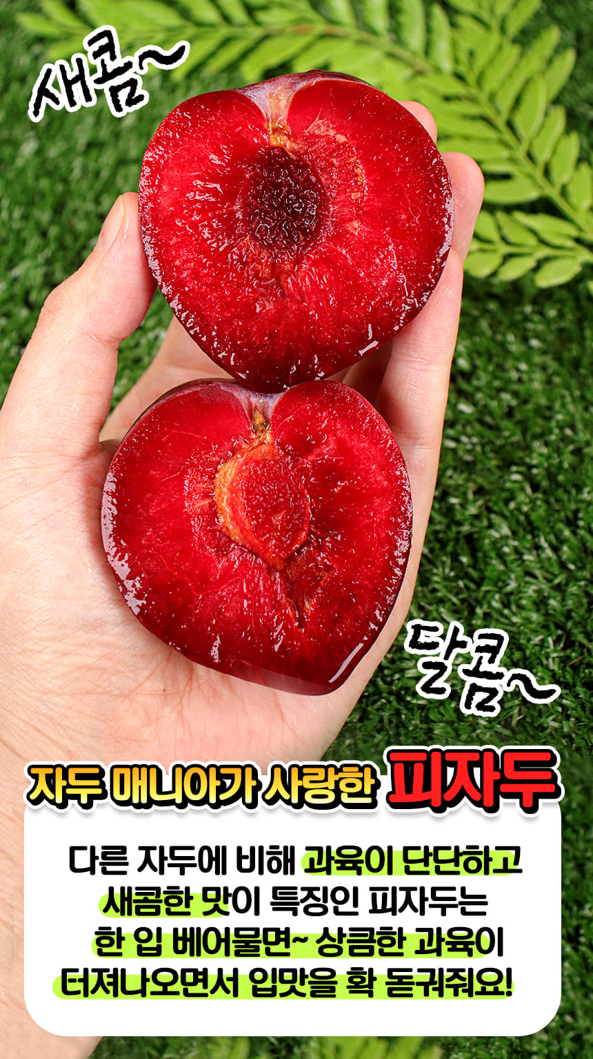 새콤달콤 피자두