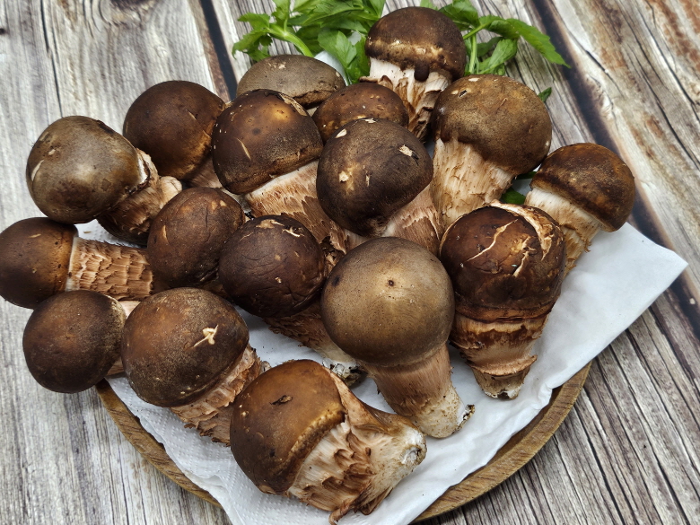 🍄향긋한 참송이버섯🍄