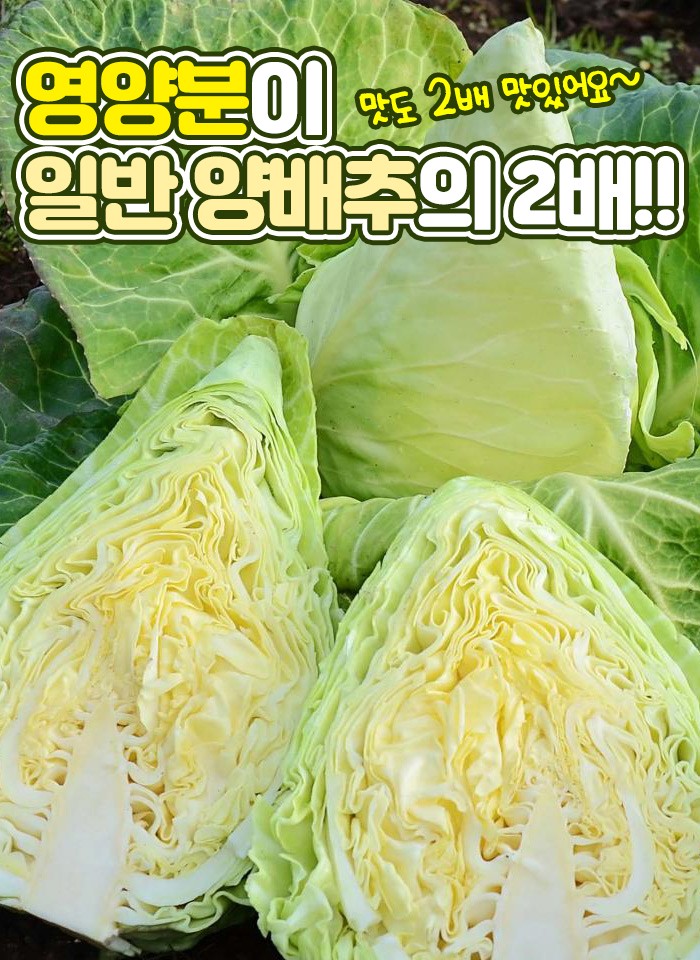 제주 고깔 양배추