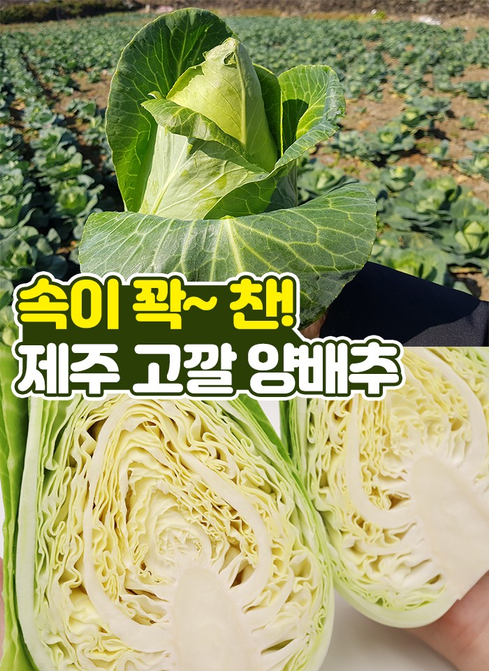 제주 고깔 양배추