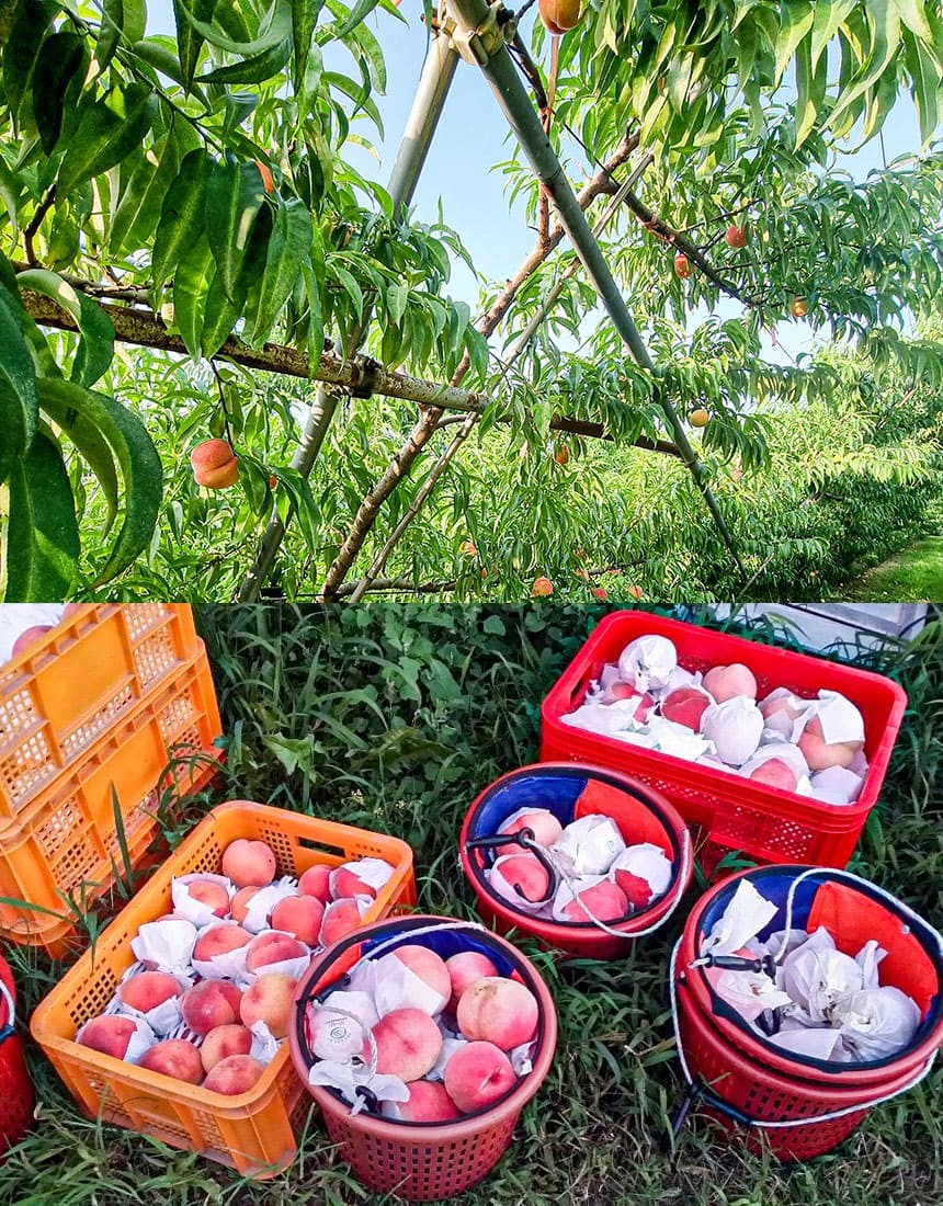 백도 딱딱이