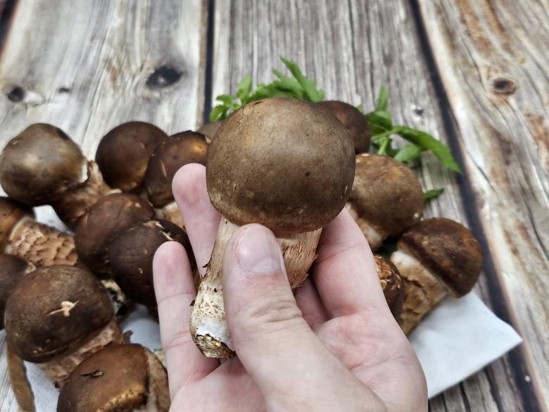 🍄향긋한 참송이버섯🍄
