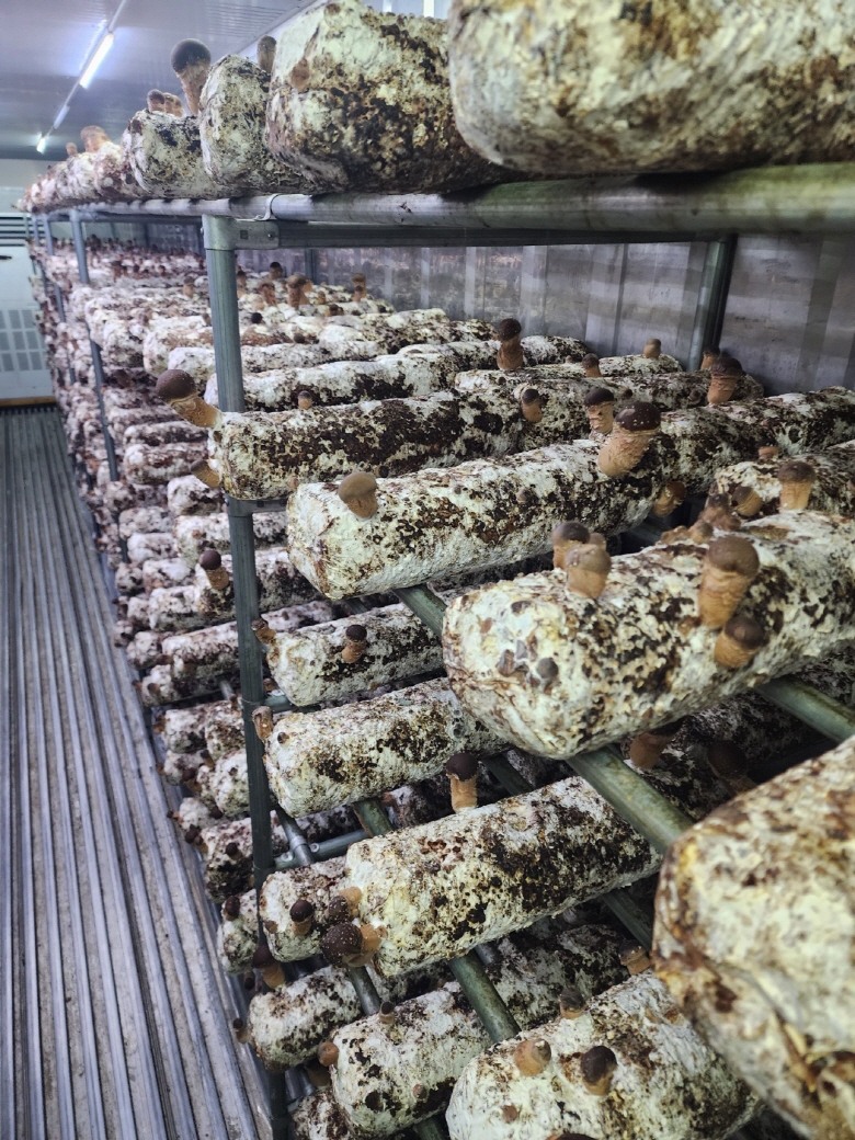 🍄향긋한 참송이버섯🍄