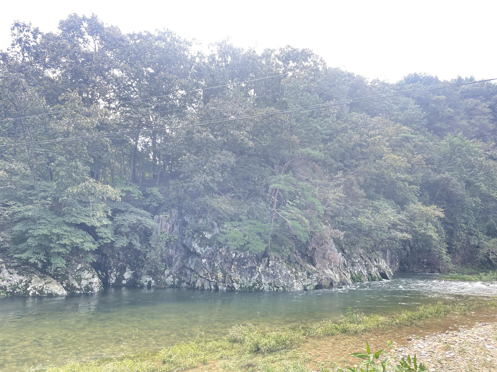 치악산 생 토종다래
