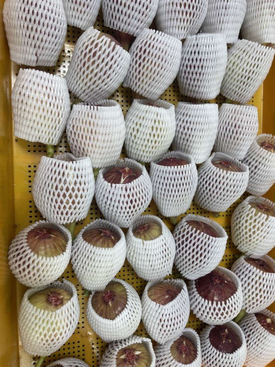 산지직송, 영암 홍무화과