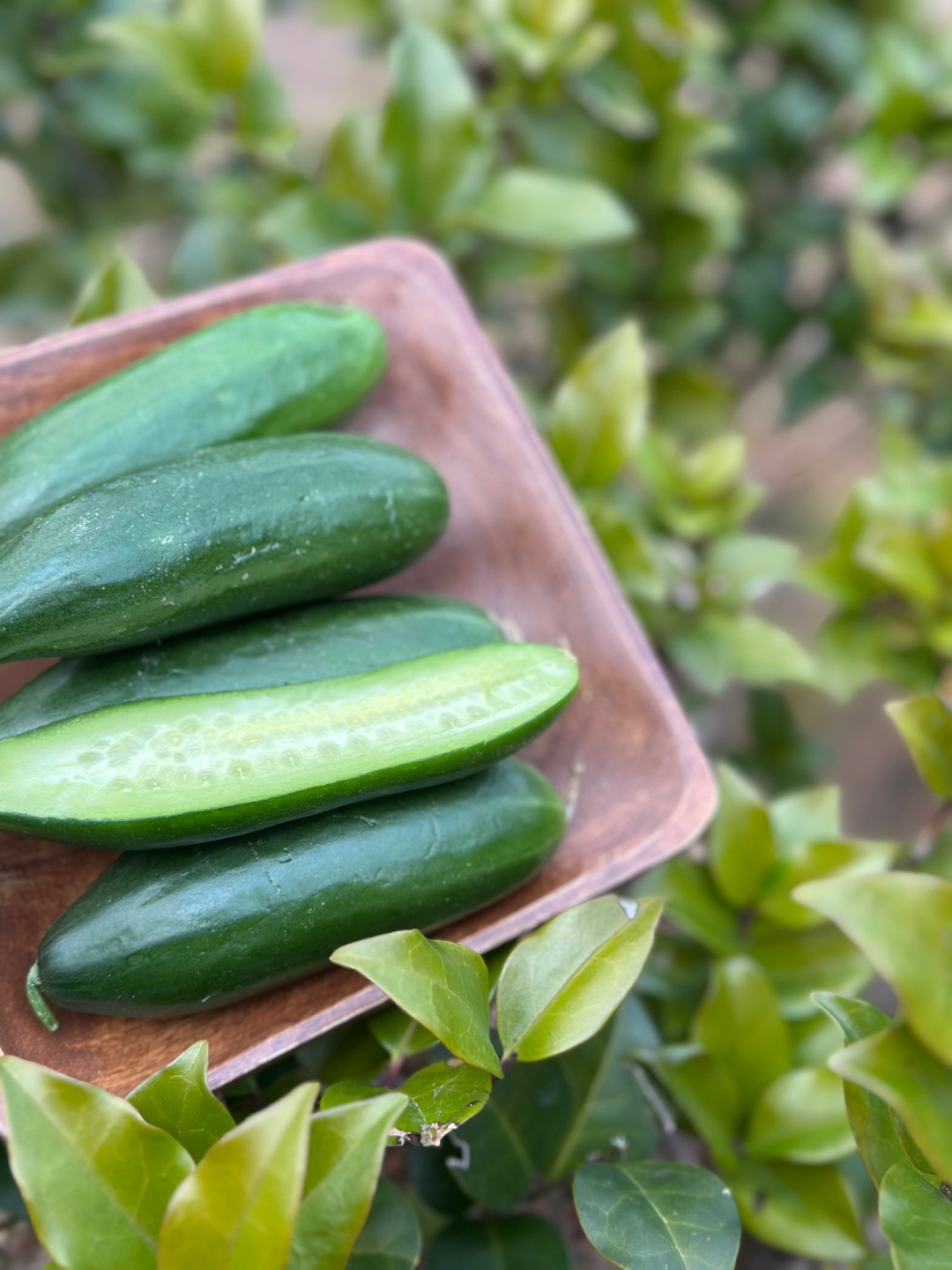 시원 아삭 미니오이🥒