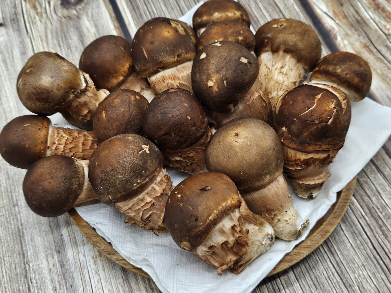 🍄향긋한 참송이버섯🍄