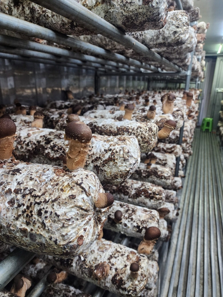 🍄향긋한 참송이버섯🍄
