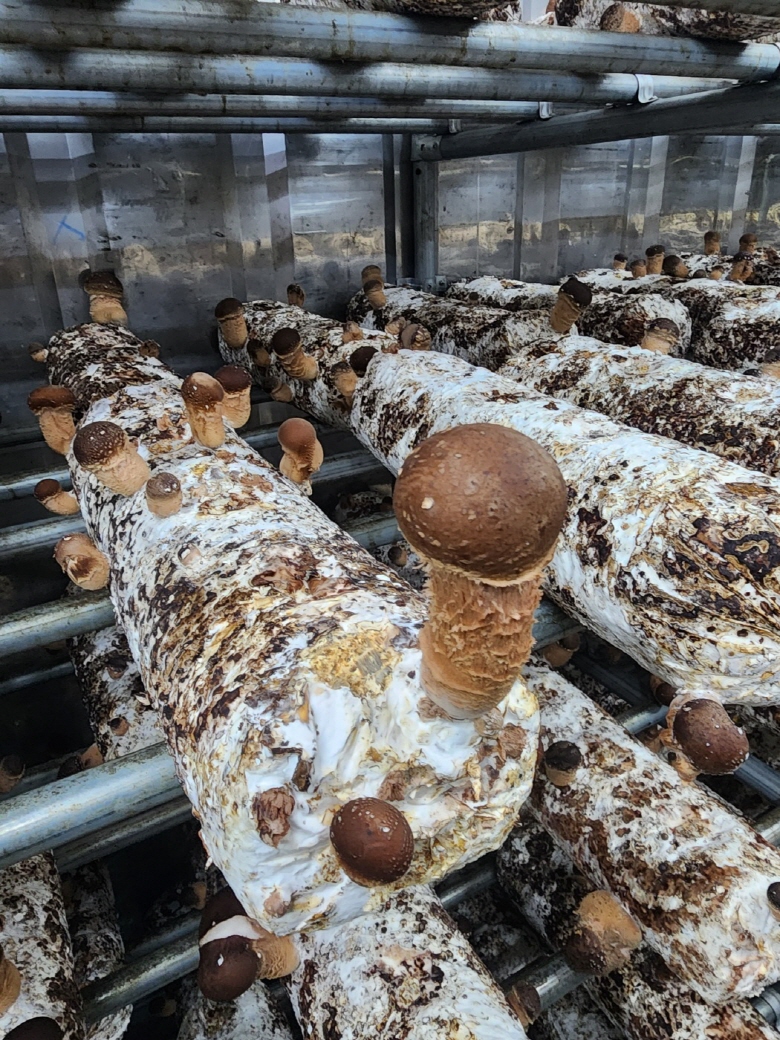 🍄향긋한 참송이버섯🍄