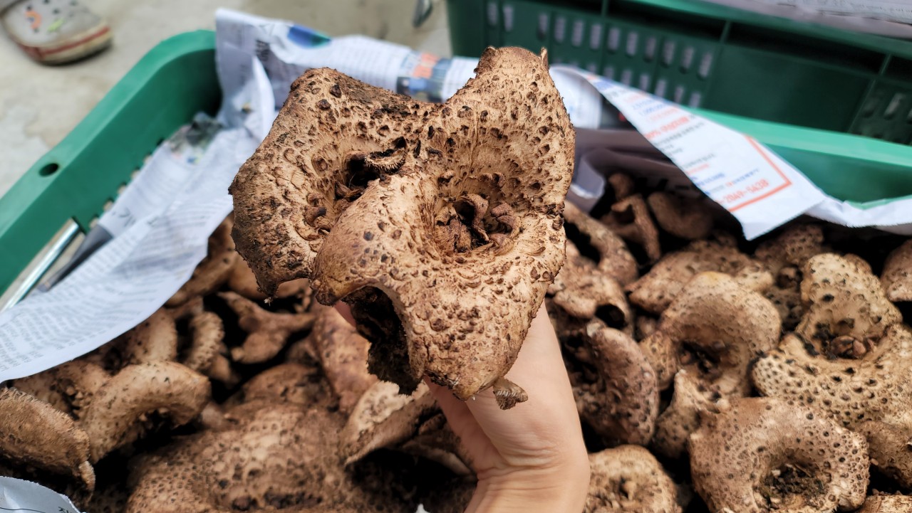 자연산 강원도 생 능이버섯🍄