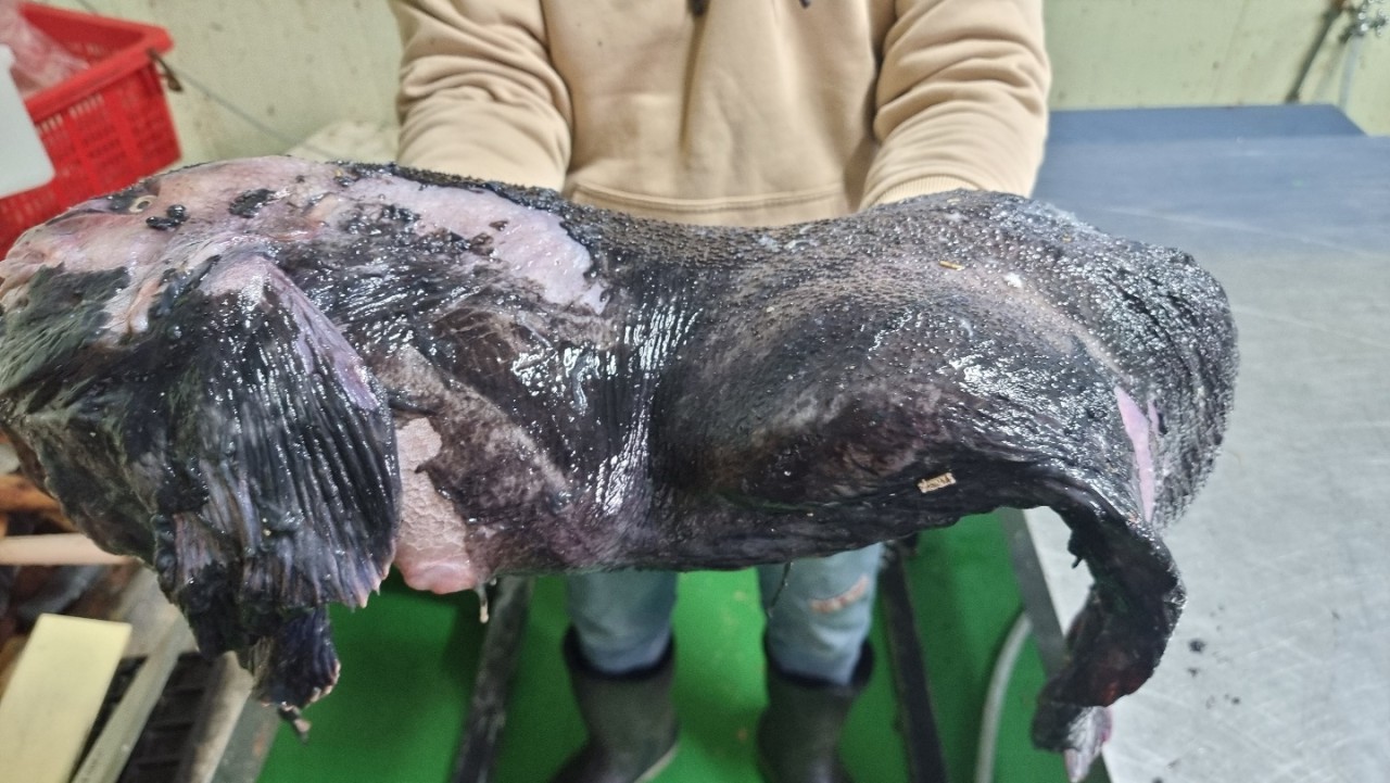 당일 생물 손질 곰치