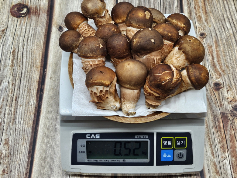 🍄향긋한 참송이버섯🍄