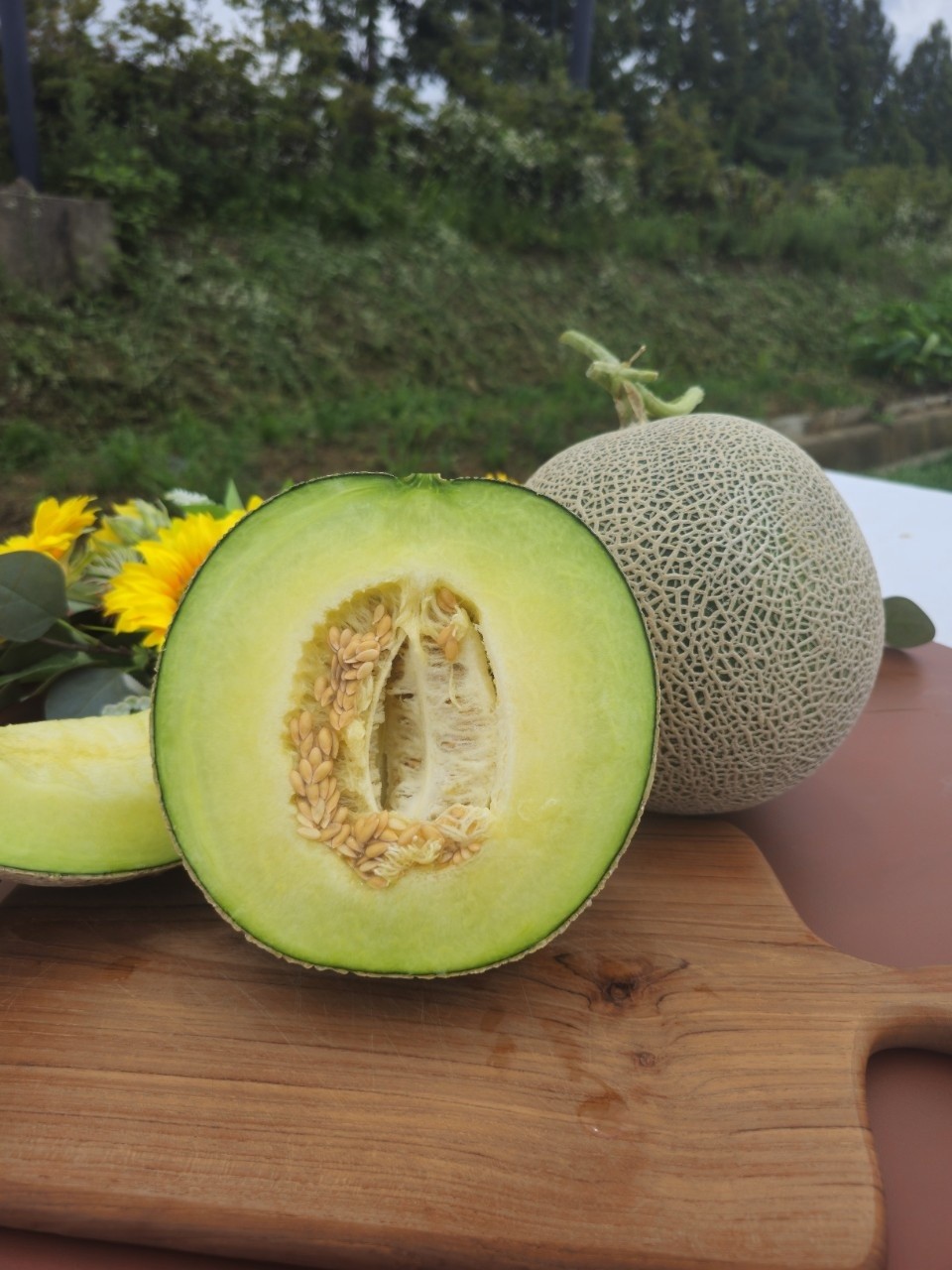 국내산 꿀 메론 한박스🍈