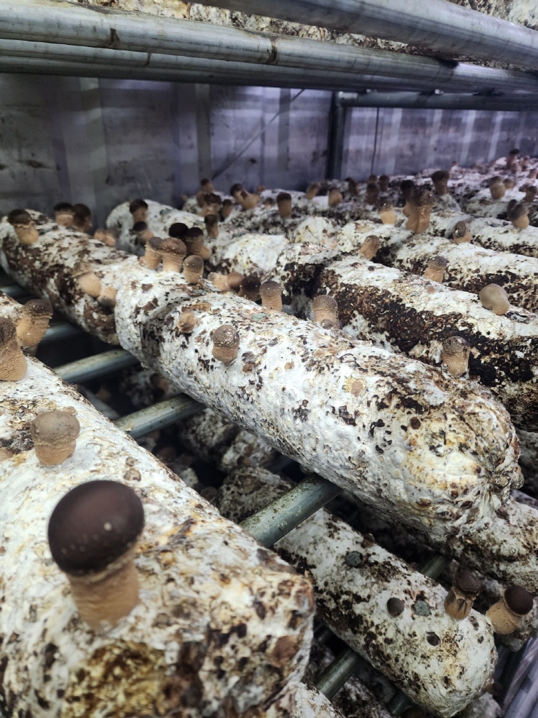 🍄향긋한 참송이버섯🍄