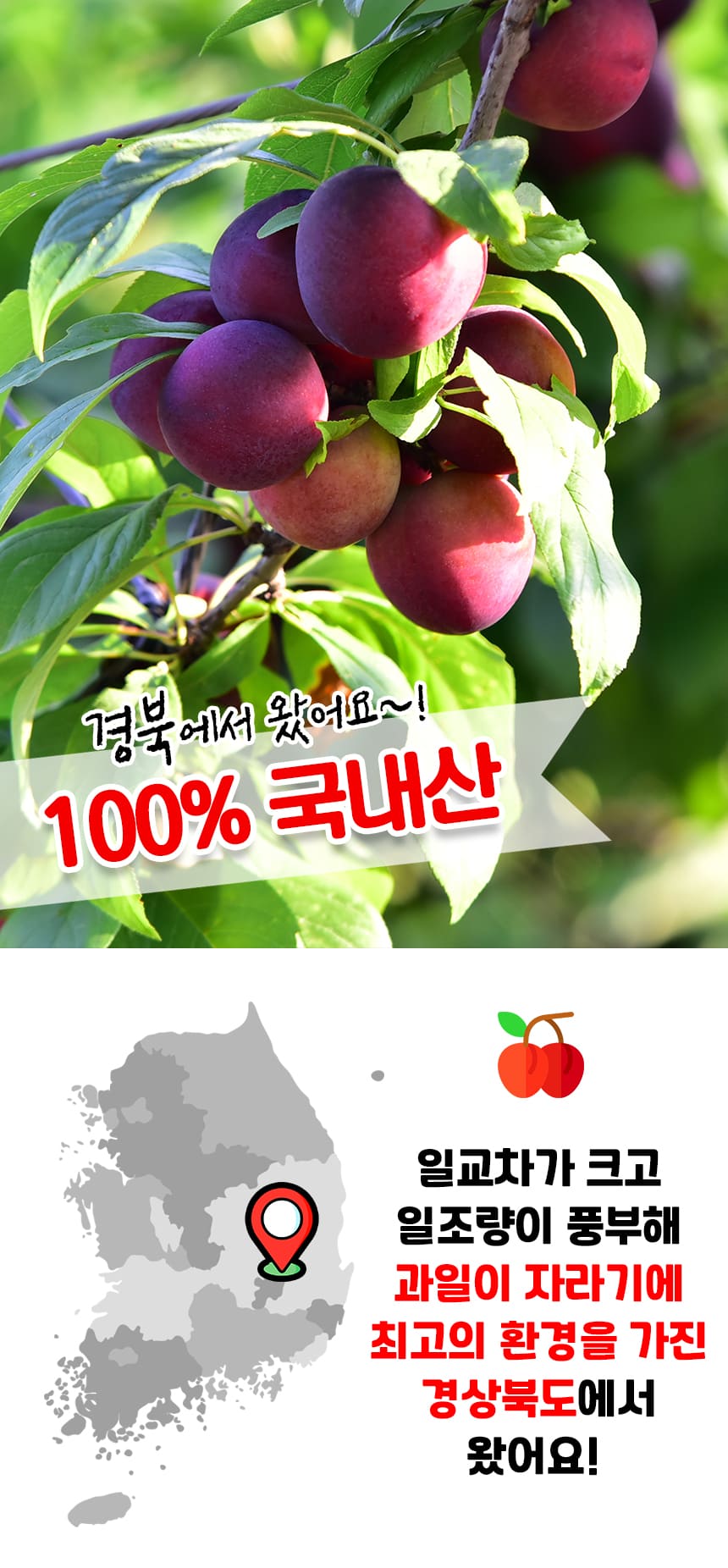 새콤달콤 피자두