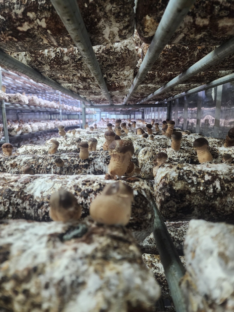 🍄향긋한 참송이버섯🍄