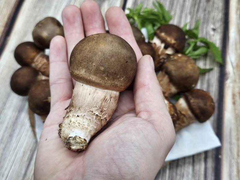🍄향긋한 참송이버섯🍄