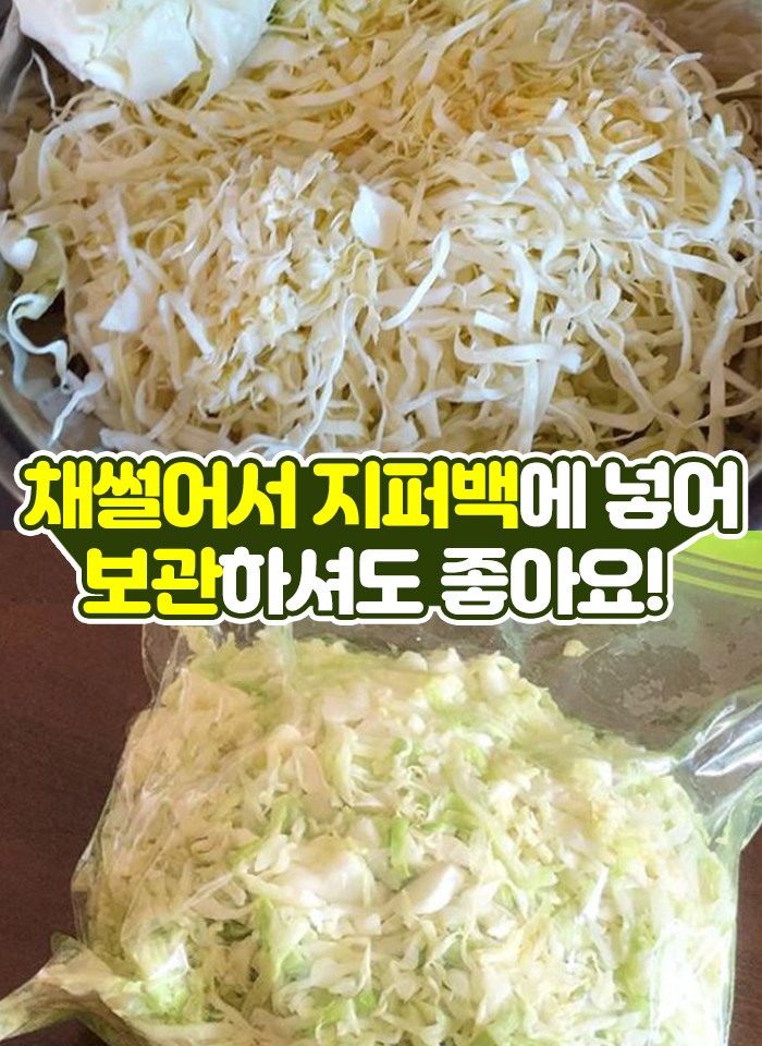 제주 고깔 양배추