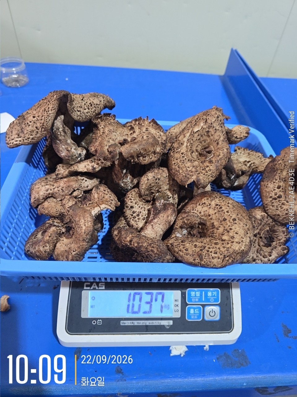 자연산 강원도 생 능이버섯🍄