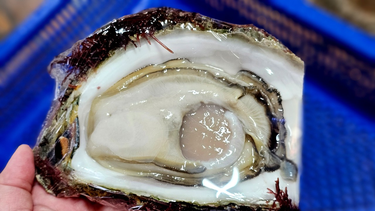 자연산 바위굴