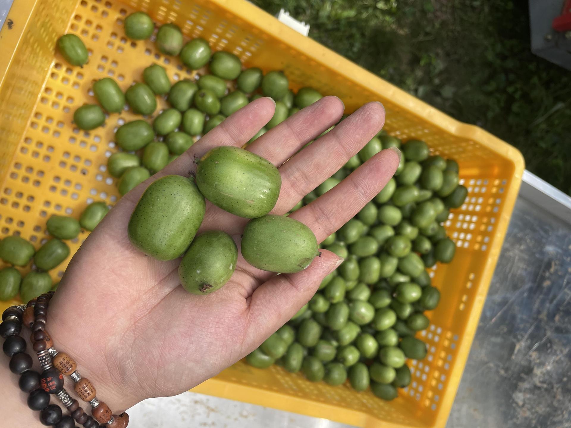 치악산 생 토종다래