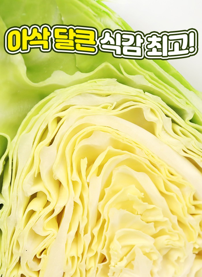 제주 고깔 양배추
