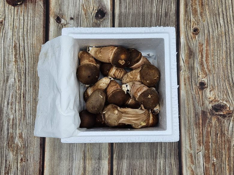 🍄향긋한 참송이버섯🍄