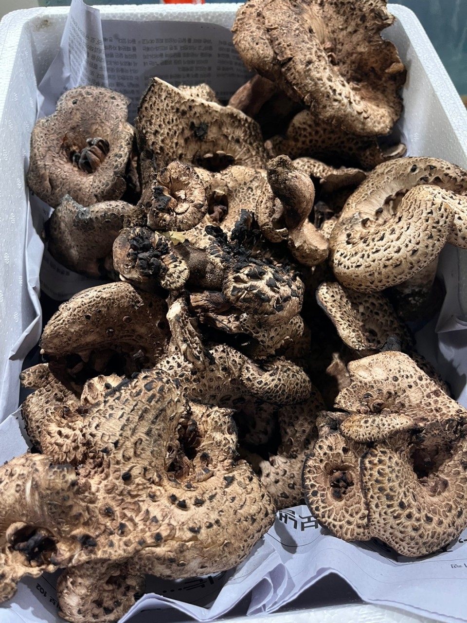 자연산 강원도 생 능이버섯🍄