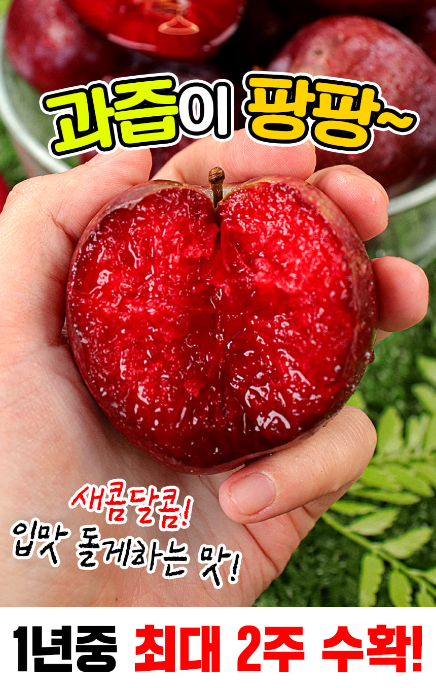 새콤달콤 피자두