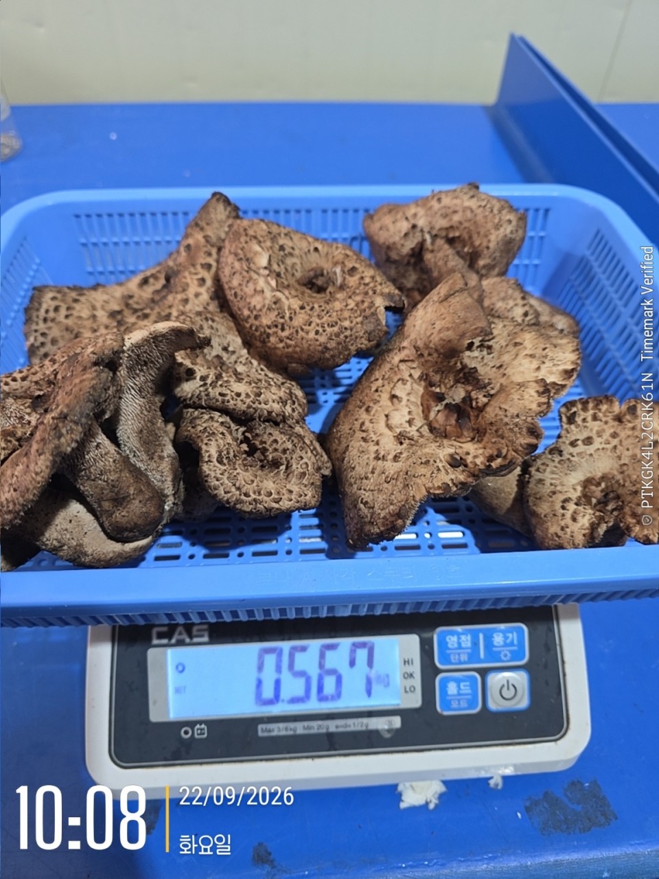 자연산 강원도 생 능이버섯🍄