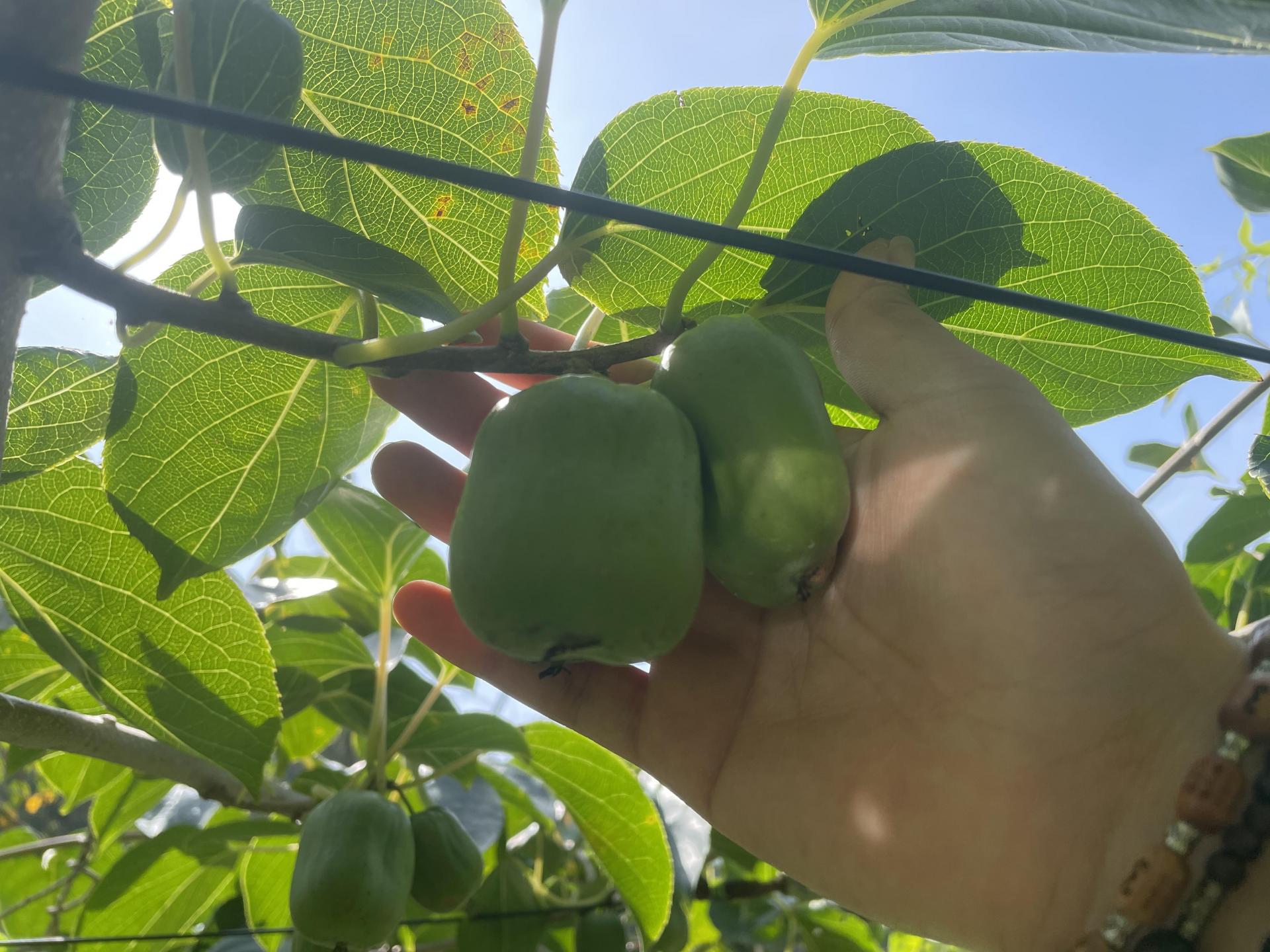 치악산 생 토종다래