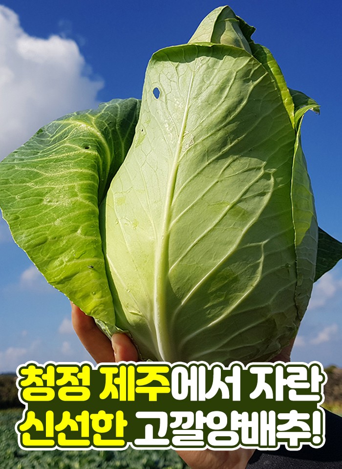 제주 고깔 양배추