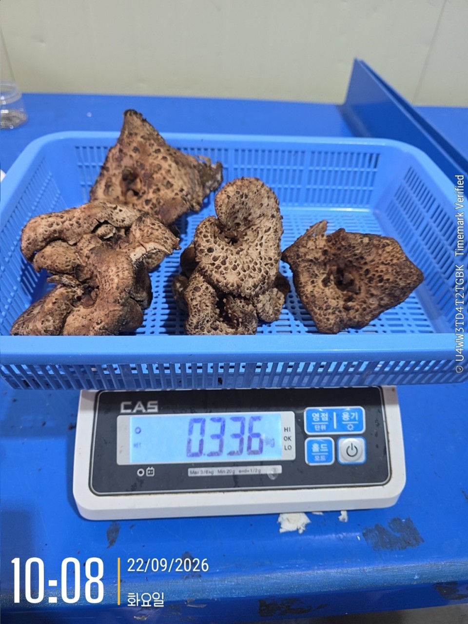 자연산 강원도 생 능이버섯🍄