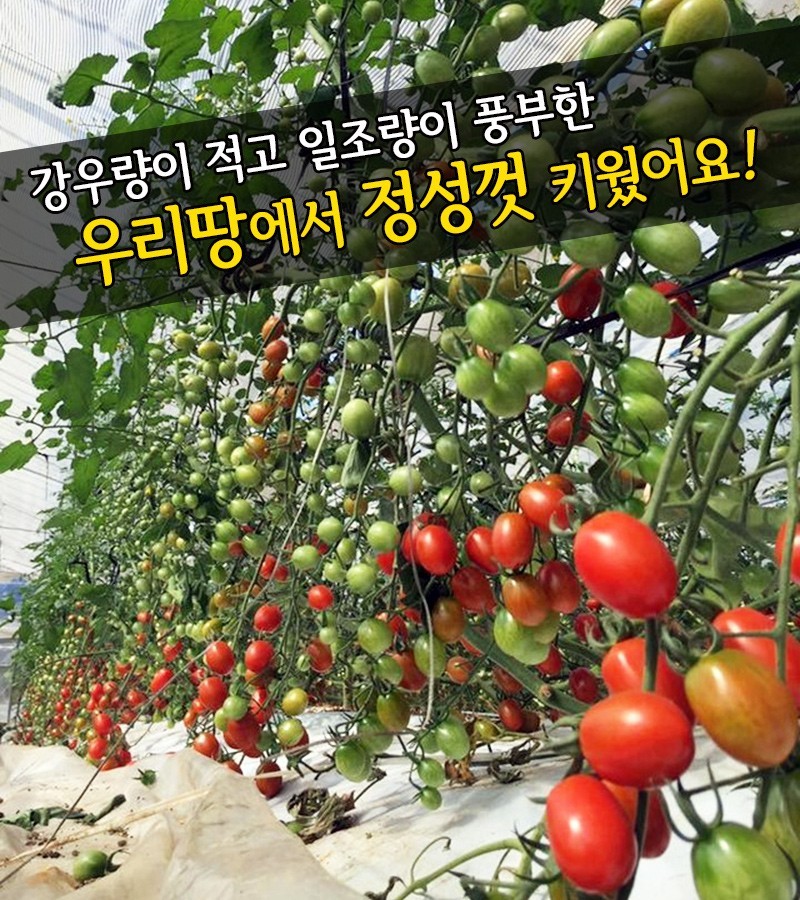 대추방울토마토