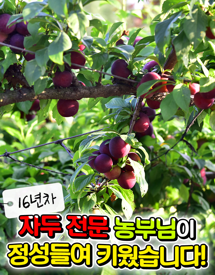 새콤달콤 피자두
