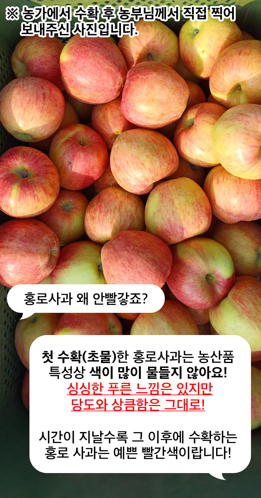 햇 가정용 홍로사과