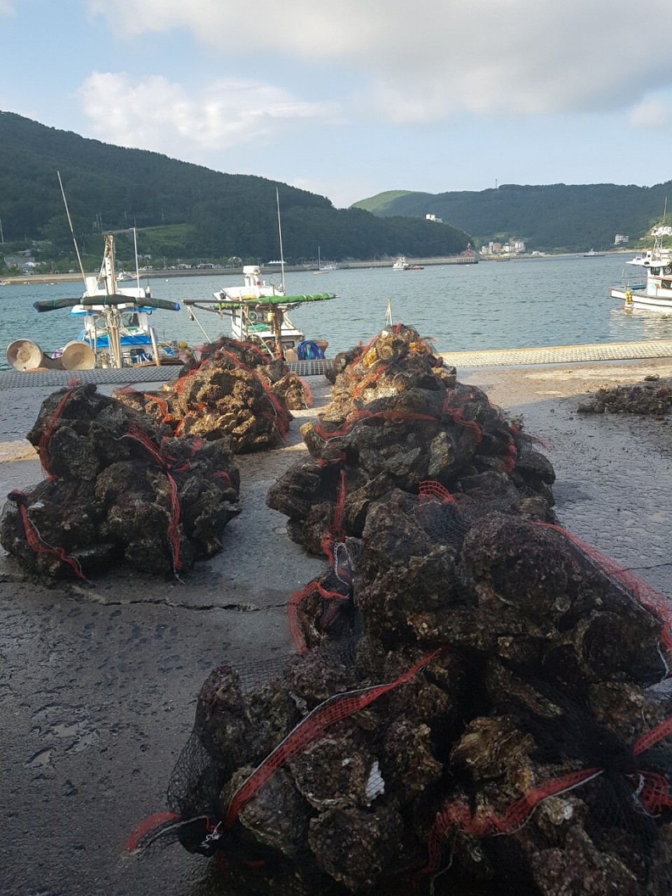 자연산 바위굴