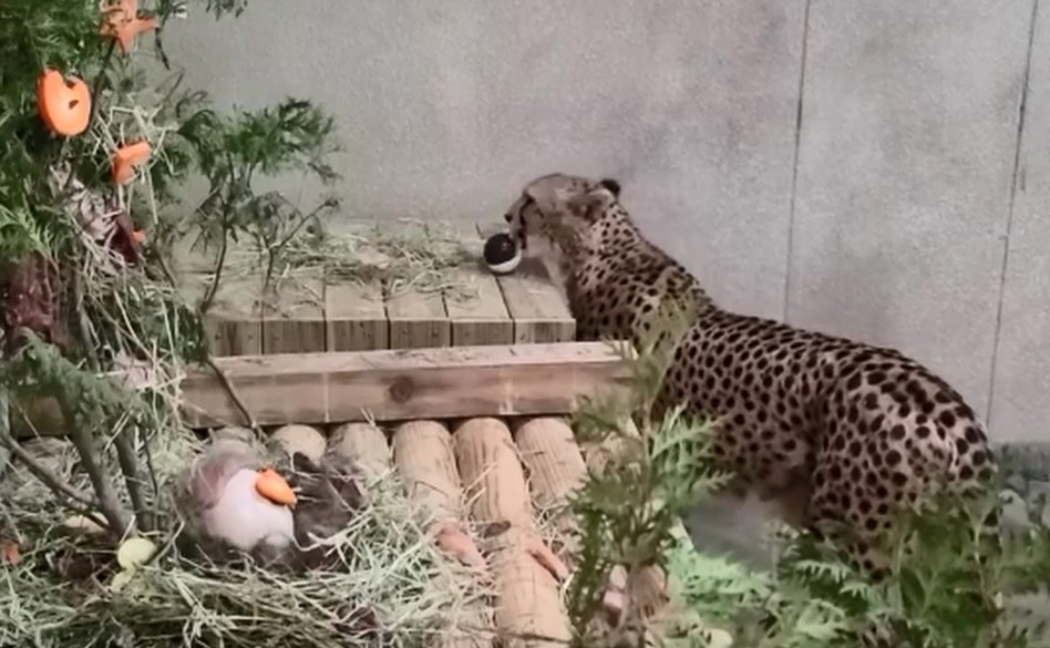 그림입니다. 원본 그림의 이름: 사본 -치타.jpg 원본 그림의 크기: 가로 948pixel, 세로 585pixel